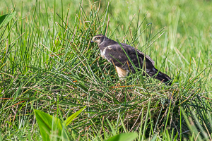 Long-winged Harrier, Trinidad